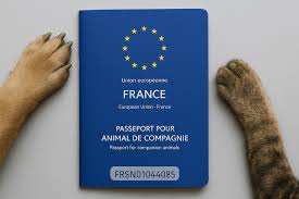 Chien heureux et détendu dans un véhicule de transport premium sécurisé